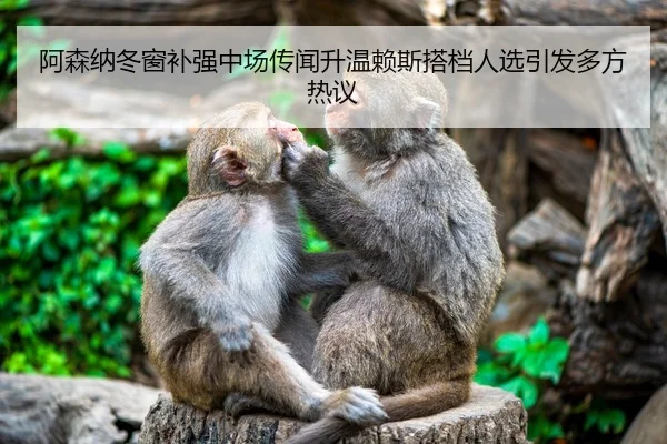阿森纳冬窗补强中场传闻升温赖斯搭档人选引发多方热议